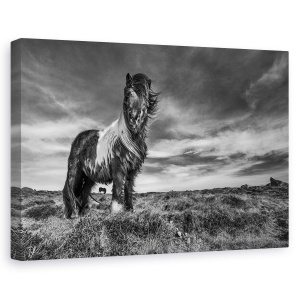 Tablou canvas - Doua De Un Fel, Islanda, Animale, Peisaj, Natura, Vant, 40 x 60 cm