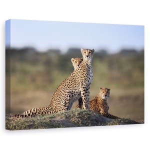 Tablou canvas - Familie de gheparzi, Nature, Prietenie, Natura, Camuflaj, 80 x 120 cm