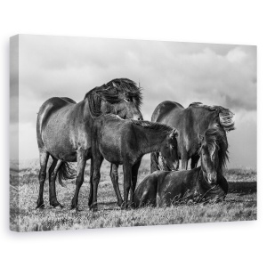 Tablou canvas - Familie Fericita, Animale, Cal Islandez, 40 x 60 cm