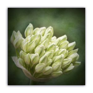 Tablou Canvas - Floral, Lalele, Buchet, 60 x 60 cm