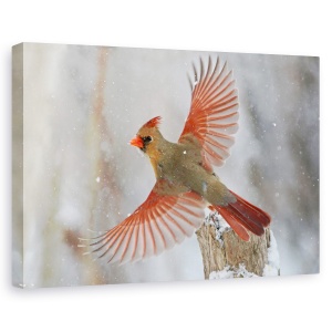 Tablou canvas - Furtuna De Zapada, Natura, Animal, Zbor, Salbatic, 40 x 60 cm