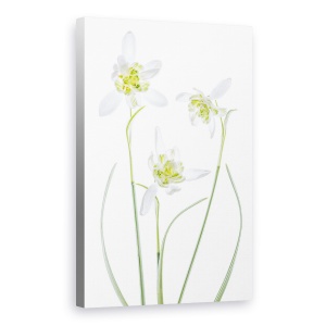 Tablou canvas - Galanthus Flore Pleno, Punct, Floare, Alb, 40 x 60 cm