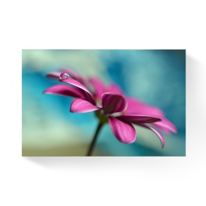 Tablou Canvas - Gerbera, Floare, Flori, Macro, 80 x 120 cm