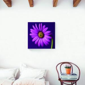 Tablou decorativ gerbera mov pe canvas 60x60 cm