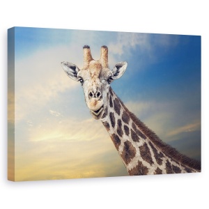 Tablou canvas - Gigantul Prietenos, Africa, Namibia, Animal, Girafa, Cer, 60 x 90 cm