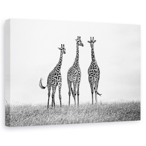 Tablou canvas - Girafe In Campiile Mara, Africa, Salbatic, 40 x 60 cm