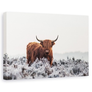 Tablou canvas - Highlander, Bizon, Buffalo, Blana, Animal, 80 x 120 cm