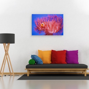 Tablou canvas - In Cautarea Lui Nemo, Pestele-Clovn, Zoo, 40 x 60 cm - Img 2