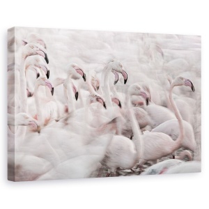 Tablou canvas - In Transhumanta Roz, Flamingo, Franta, Roz, Miscare, 40 x 60 cm