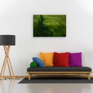 Tablou canvas - In Vant, Vara, Maci, Camp, Lunca, 60 x 90 cm - Img 2