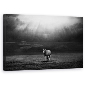 Tablou canvas - Ivirea Diminetii, Cal, Animal, Camp, Alb-Negru, 50 x 80 cm