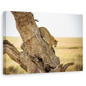Tablou canvas - Leopard - Serengheti, Tanzania, Leopard, Ascensiune, Alpinism, Africa, 80 x 120 cm