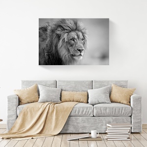 Tablou canvas leu regal alb-negru 80x120 cm