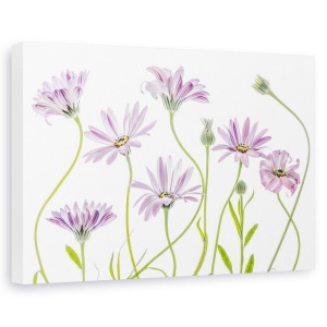 Tablou canvas - Margarete, Natura moarta, Flori, Gradina, Roz, 80 x 120 cm