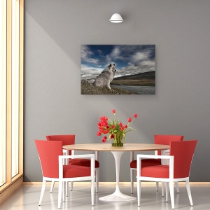 Tablou canvas - Moment In Timp, Islanda, Animal, Caine, Rural, Peisaj, 60 x 90 cm - Img 4