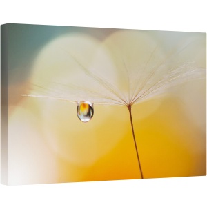 Tablou canvas - Muzica de Noapte, Papadie, Pene, Floare, 60 x 90 cm