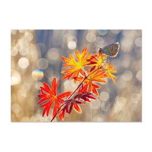 Tablou Canvas - Natura, Frunza, Fluture 60 x 80 cm