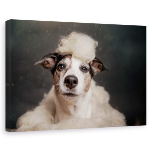 Tablou canvas - Norul, Caini, Studio, Animale, Caine, Bumbac, 40 x 60 cm