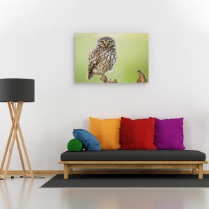 Tablou canvas - Observatorul, Bufnita, Pasare, Look, Salbatic, Natura, 40 x 60 cm - Img 2