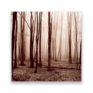 Tablou Canvas - Padure, Uscat, Frunze, Monochrom, 60 x 60 cm
