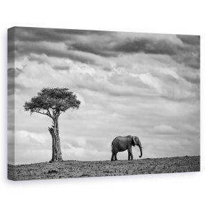 Tablou canvas - Peisaj Cu Elefant, Natura, Animal, Salbatic, 60 x 90 cm