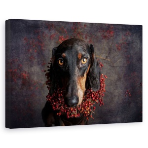 Tablou canvas - Pentru Toamna, Caini, Studio, Animal, Portret, 60 x 90 cm