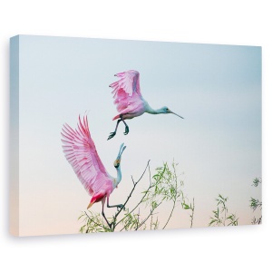 Tablou canvas - Pereche Roz , Mare, Insula, Insula Mare, Texas, Us, 60 x 90 cm
