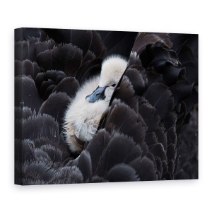 Tablou canvas - Pickaback, Ratusca, Copil, Dragut, Imbratisare, 50 x 70 cm