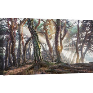 Tablou canvas - Pini, Raze, Padure, Pomi, Origini, Pin, 50 x 100 cm