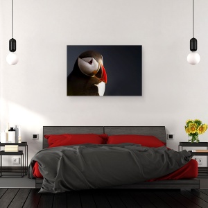 Tablou canvas - Portret Puffin, Pasare, Animal, Cioc, Animale, 60 x 90 cm - Img 3