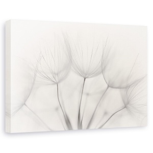 Tablou canvas - Punct, Smoc Pufos, Punct, Papadie, Floare, 60 x 90 cm