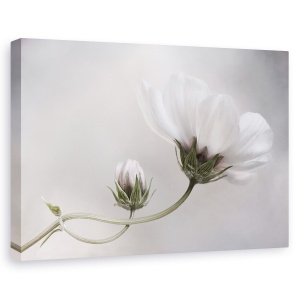 Tablou canvas - Pur Si Simplu Cosmos, Alb, Luminos, Floare, Delicata, Bland, 60 x 90 cm