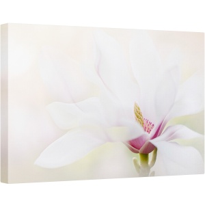 Tablou canvas - Puritate, Magnolie, Alb, Flora, Macro, 40 x 60 cm