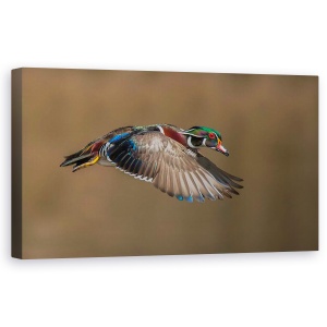 Tablou canvas - Ratoi In Zbor, Rata, Salbatic, Pasare, 50 x 100 cm