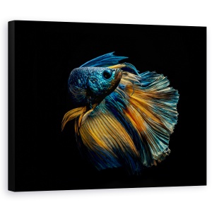 Tablou canvas - Rochia Mea, Peste De Lupta Siamez, Intuneric, Punct, 60 x 75 cm