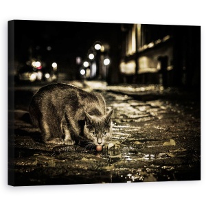 Tablou canvas - Rosu, Noapte, Pisica, Animal, Strada, Limba, 60 x 75 cm