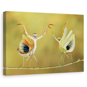 Tablou canvas - Sa inceapa spectacolul!, Flori, Insecte, Strain, Cuplu, 60 x 90 cm