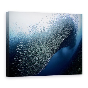 Tablou Canvas - Sardine Tornado, Peste, Marina, 50 x 70 cm