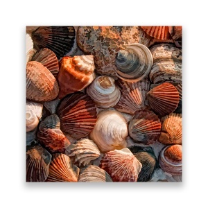 Tablou Canvas - Scoici, Diferite, Ocean, 60 x 60 cm