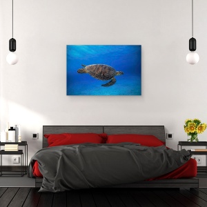 Tablou canvas - Testoasa Verde In Albastru, Chelonia, Myda, Sub Apa, 40 x 60 cm - Img 3