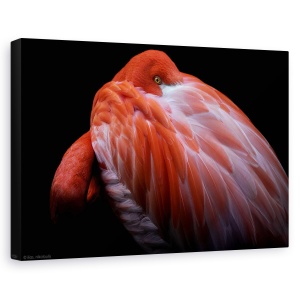 Tablou canvas - Timiditate, Animal, Flamingo, Roz, Pasare, 60 x 90 cm