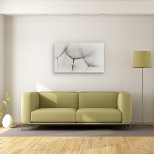 Tablou canvas - Tragopogon, Tragopogon, Rasad, Puieti, Alb-Negru, 50 x 80 cm - Img 2