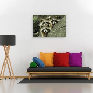Tablou canvas - Tres Banditos, Natura, Banditi, Padure, Raton, Frati, 40 x 60 cm - Img 2