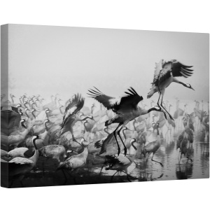 Tablou canvas - Trio, Fauna, Salbatic, Natura, Animal, Pasare, 80 x 120 cm