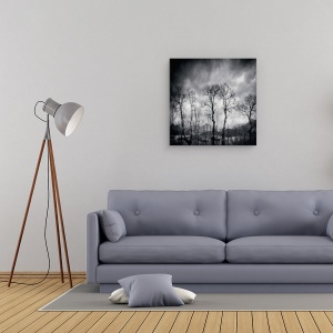 Tablou canvas - Ultimele Zile, Padure, Pomi, Mesteacan, 60 x 60 cm - Img 2