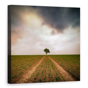 Tablou canvas - Un Copac, Singuratic, Piese, Drum, 60 x 60 cm