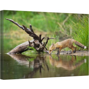 Tablou canvas - Vulpe Rosie, Natura, Animal, Vulpe, Salbatic, Fauna, 80 x 120 cm