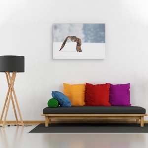 Tablou canvas - Vultur-Bufnita, Natura, Salbatic, Pasare, Bufnita, Zbor, 60 x 90 cm - Img 2