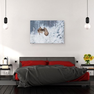 Tablou canvas - Vultur-Bufnita, Pasare, Natura, Salbatic, 60 x 90 cm - Img 3