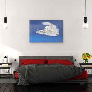 Tablou canvas - Zborul De Zapada - Bufnita De Zapada Iarna, Aripi, Rece, Pene, 80 x 120 cm - Img 3
